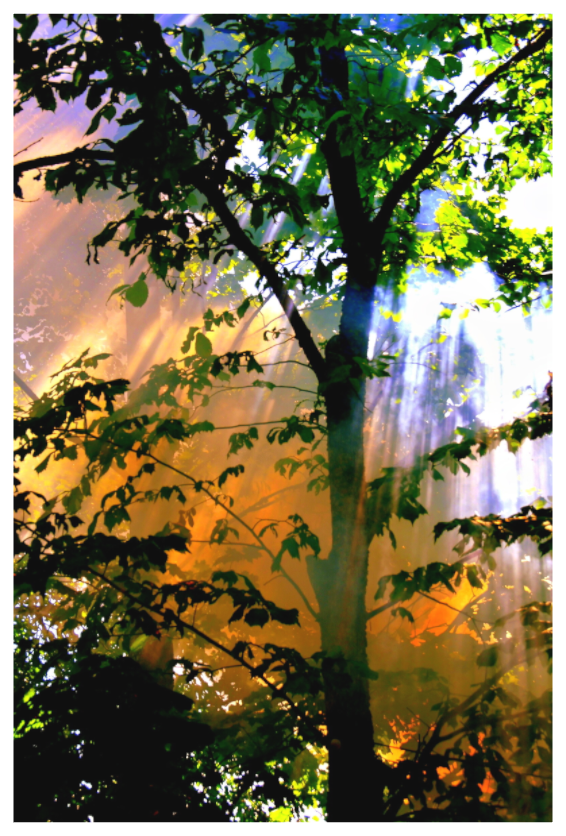 Main image TOUCH OF NATURE WISPER