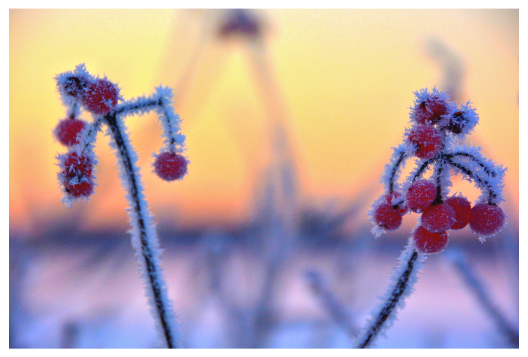 Main image FROZEN BERRIES