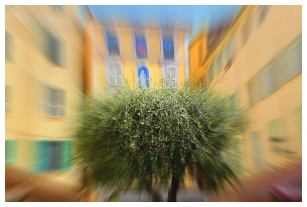 Main image OLIVE TREE IN THE EMBRACE OF THE HOUSES